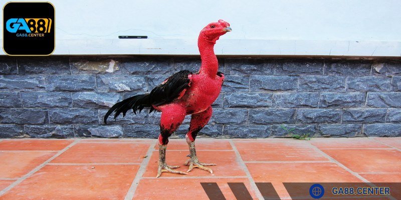 Con trống phải khỏe mạnh mới tạo ra giống tốt