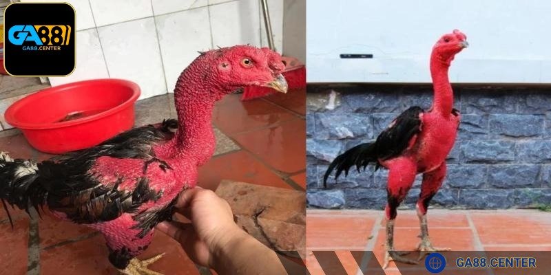 Phải cân đối thể lực kê chiến với tần suất thực hiện