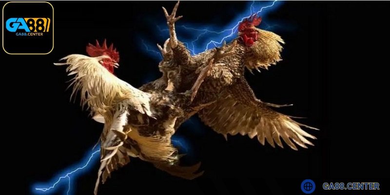 Tại GA88, người chơi có thể trải nghiệm nhiều trận đá kê đa dạng